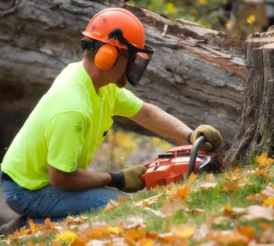 tree services Green Spring